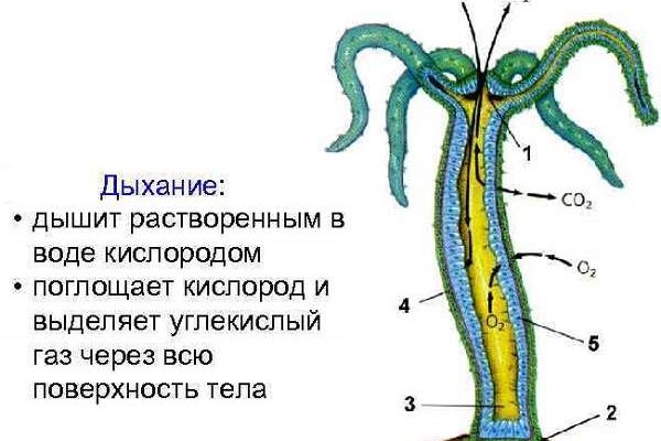 Ссылка в даркнет