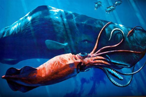 Kraken kraken link24 info