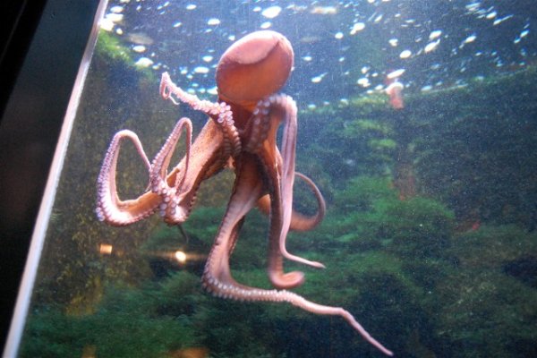 Kraken istand onion